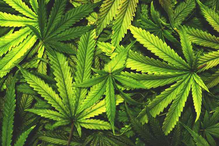 3 Threats That Endanger Your Cannabis Plants Before Harvest