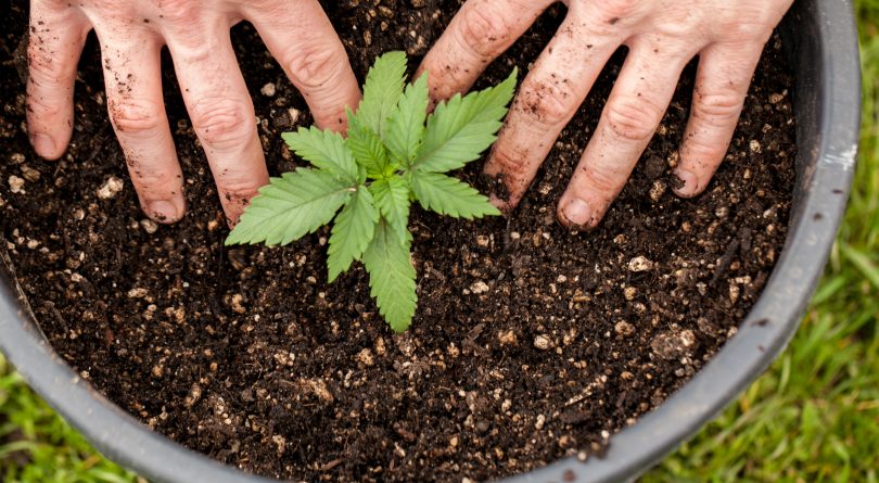5 Challenges of Growing Cannabis Indoors and How to Overcome Them