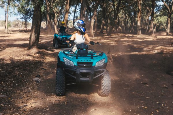 quad-forest