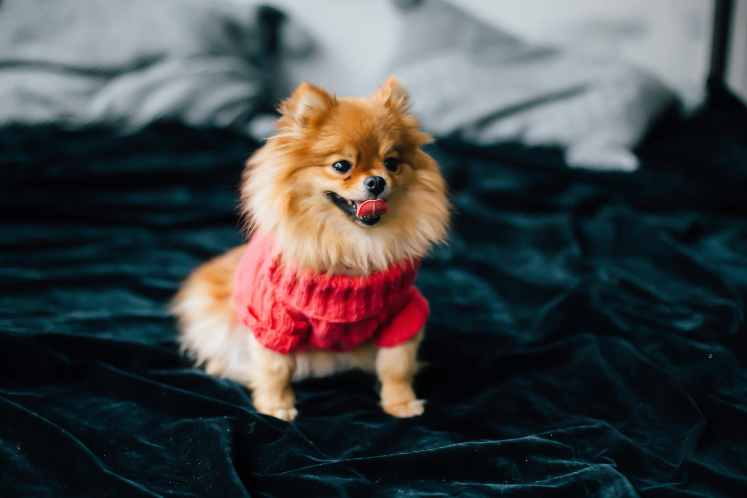 Dog Clothing Basics: How to Tell What Works for Your Pup?